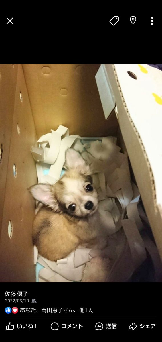 子供の頃のきなこの画像ですが
きのう
きなこ息をひきとりました
病院で心肺蘇生してもらったけど
戻ってこれなかった
明日、葬儀です
保冷剤たくさんで身体が傷まないようにしてて抱っこすると冷たい💦
私の腕の中で息をひきとったので
感覚が残ってて、でも頑張ってくれてありがとう✨