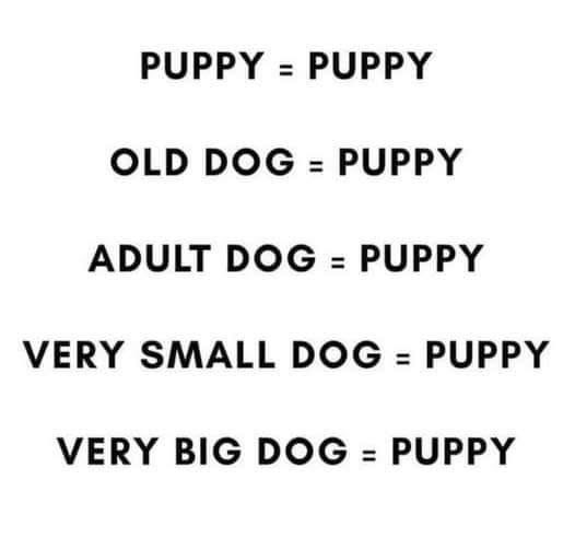 Puppies 🐶 (@puppiesiover) on Twitter photo 