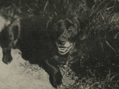 "Pincis un Ķincis vasaras saulē. Apses uzņēmumi"

/Atpūta, 07.08.1925