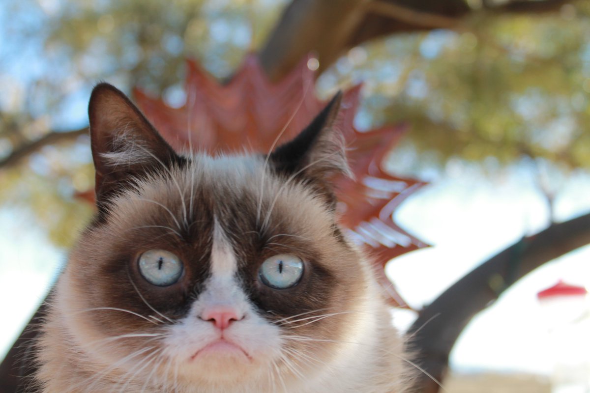 Grumpy Cat Coin (OFFICIAL) tweet media