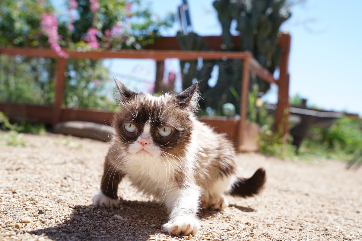 Grumpy Cat Coin (OFFICIAL) tweet media