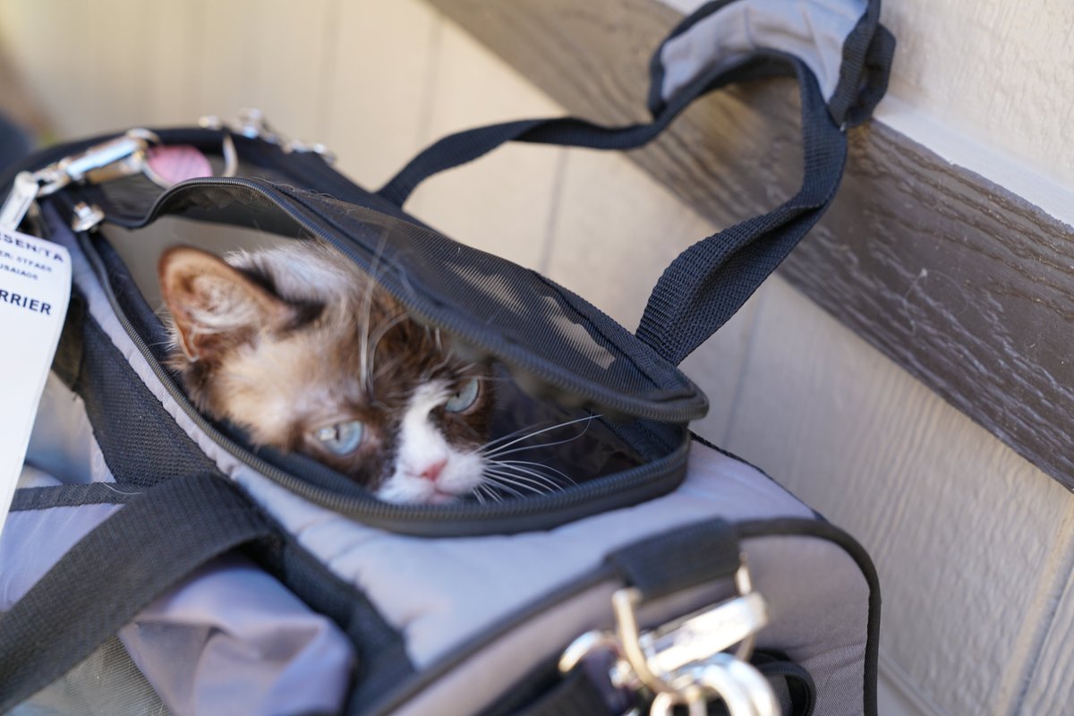 Grumpy Cat Coin (OFFICIAL) tweet media