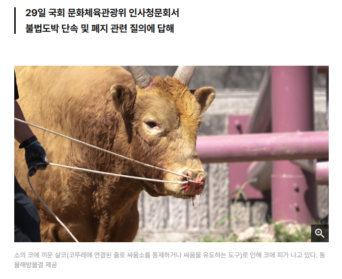 "문화체육관광부 장관 후보자는 동물학대 논란이 있는 소싸움에 대해 '아무리 전통문화라 하더라도 시대 흐름에 따라야 한다'는 입장을 밝혔다."(기사읽기: hankookilbo.com/News/Read/A202…)