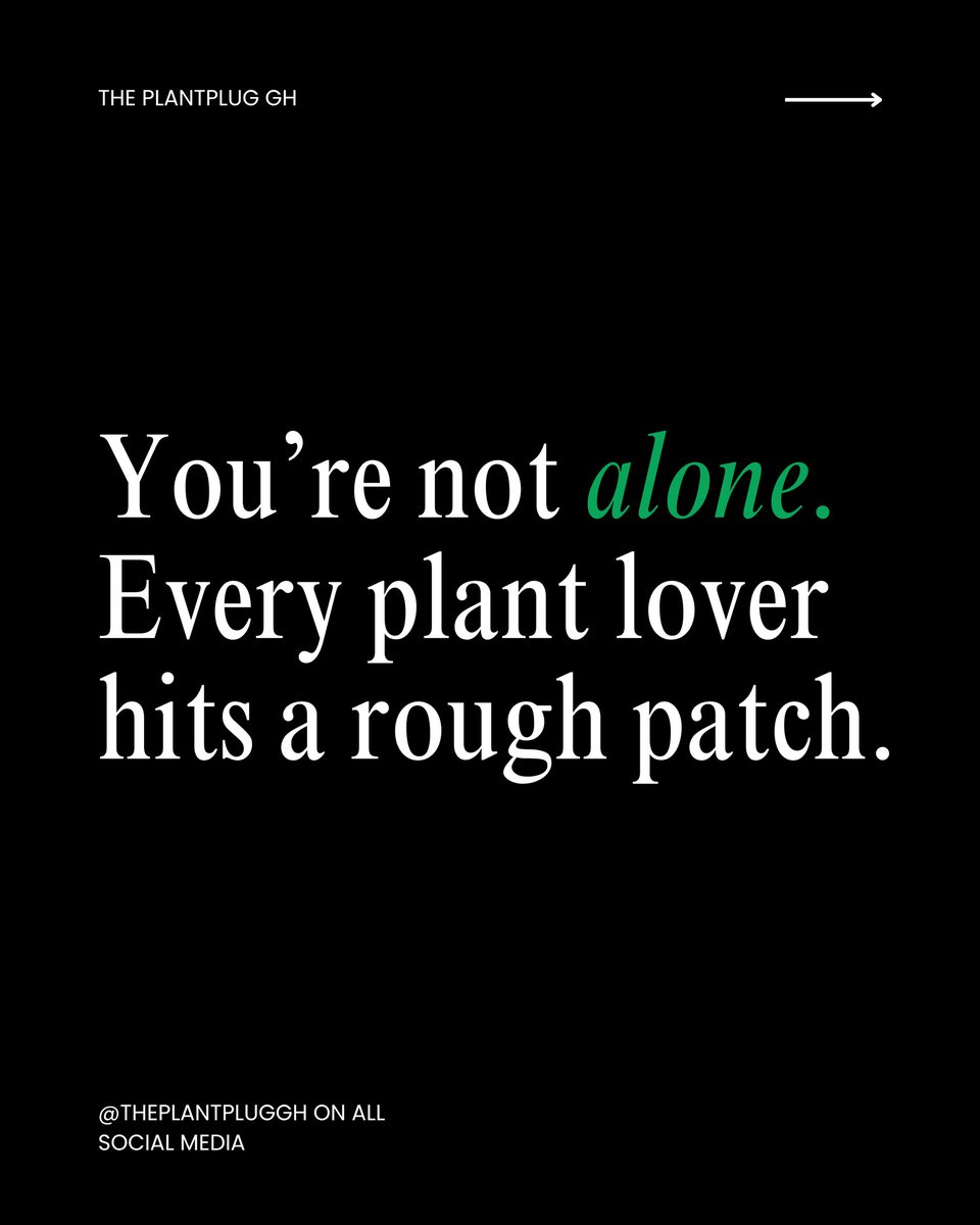 theplantpluggh's tweet photo. Why do you need Plant Care SOS?
Visit https://t.co/VEGv3duot5 to book your appointment
#theplantpluggh #APlantInYourSpace #sales #PlantPlug #GetPlantPlugged #GreenFashion #PlantLoversGH #EcoStyle #UrbanPlants #SupportLocalGH https://t.co/nbGbXzO5hp