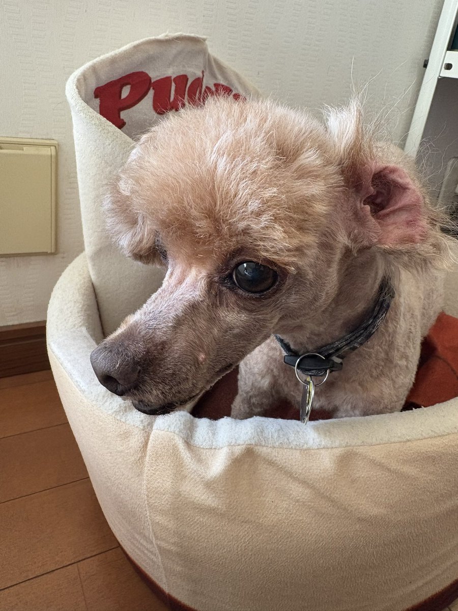 トリミング✂️行ってきたよー

スッキリ✨

最近ママは 調子悪くて参ってる😵‍💫
胸痛い😣 乳腺クリニックと 循環器内科といってきた 次は 整形外科 🥲
痛い原因検査中😭