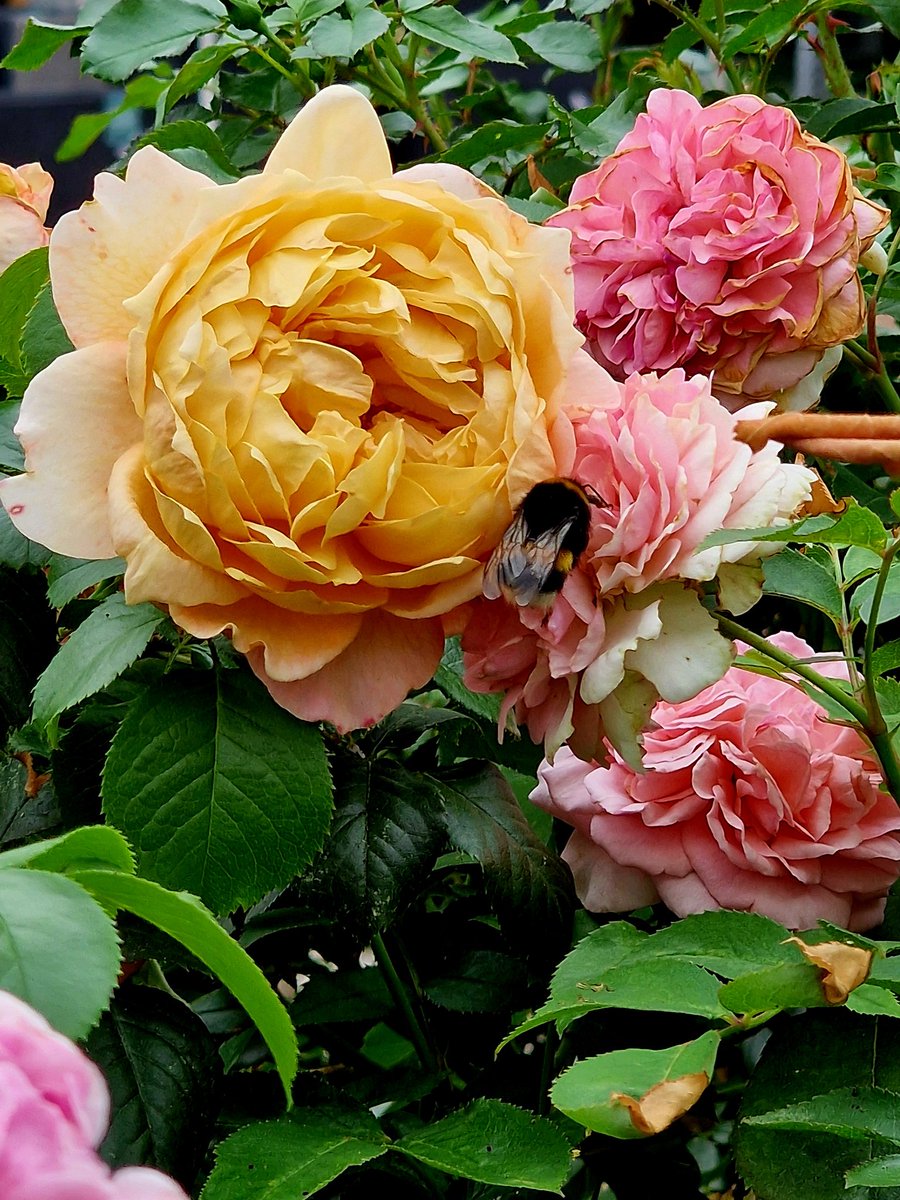 Good morning my friends.  Happy #RoseWednesday.