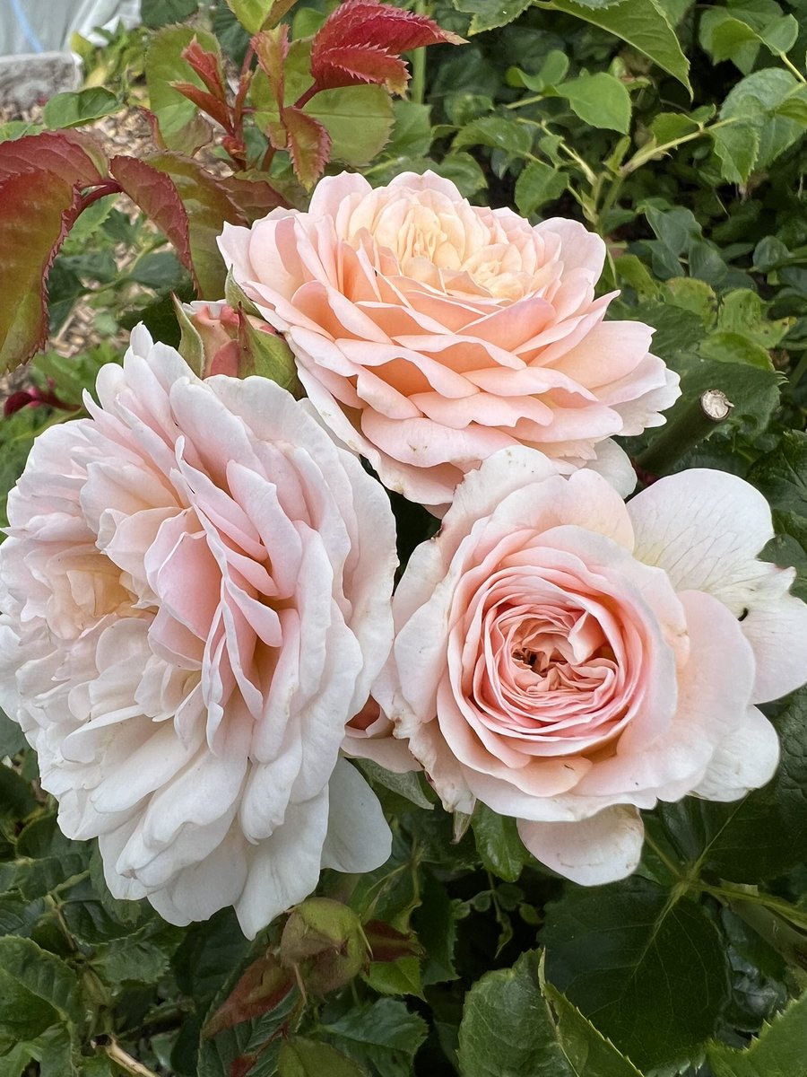 A very happy #RoseWednesday everyone. The Emily Brontë rose here from young bloom to full faded flower. She’s a great rose that flowers heavily. 

#GardeningX #Roses #RoseADay #MyAllotment #flowerphotography #DARoses