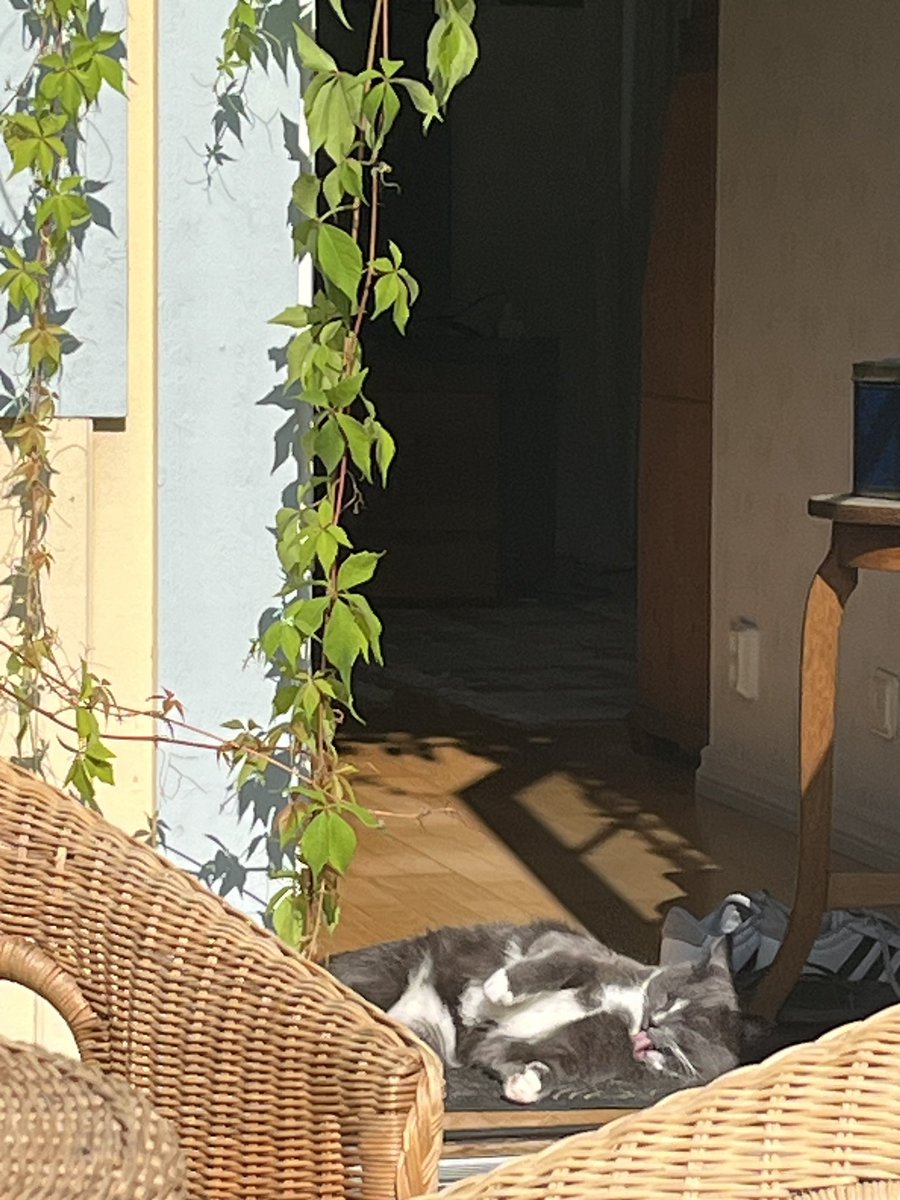 Det blev tyvärr inte så mycket Skåne för Bengt Oscar, som förstås blev Benke❤️han avskyr bil. Men lever det bästa kattlivet på en ö utanför Stockholm på sommaren , nyss fyllda 1 år 🥳😻😻😻