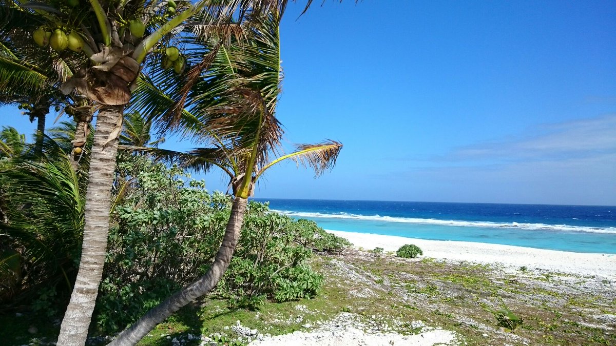 mlit_ritou's tweet photo. 今回は南鳥島各地で見られる「ココヤシ」の写真を送ります！

果実はココナッツとしてよく知られておりますが、突然かなりの勢いで落ちてくるため、現地職員は当たらないように十分注意しています🌴

#国土交通省
#南鳥島 https://t.co/093LL8L7LT