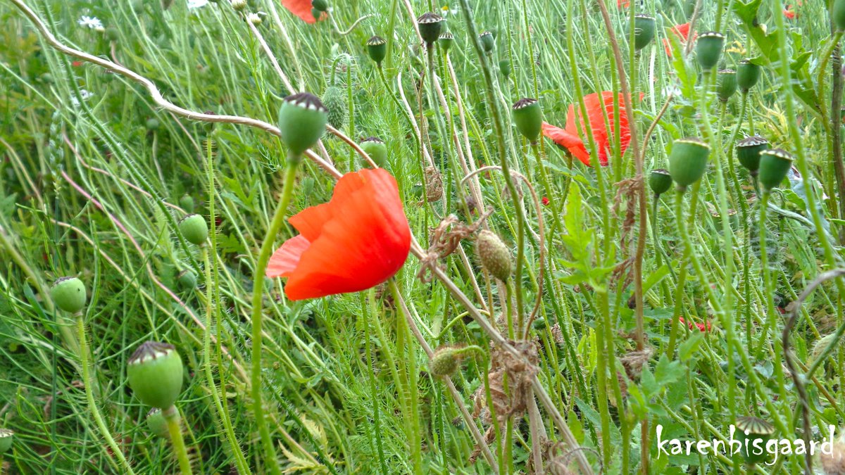 KarenBisgaard1's tweet image. karensnaturephotography.blogspot.com/2025/07/poppie…
#poppies #wildflowers #seedheads #naturephotography