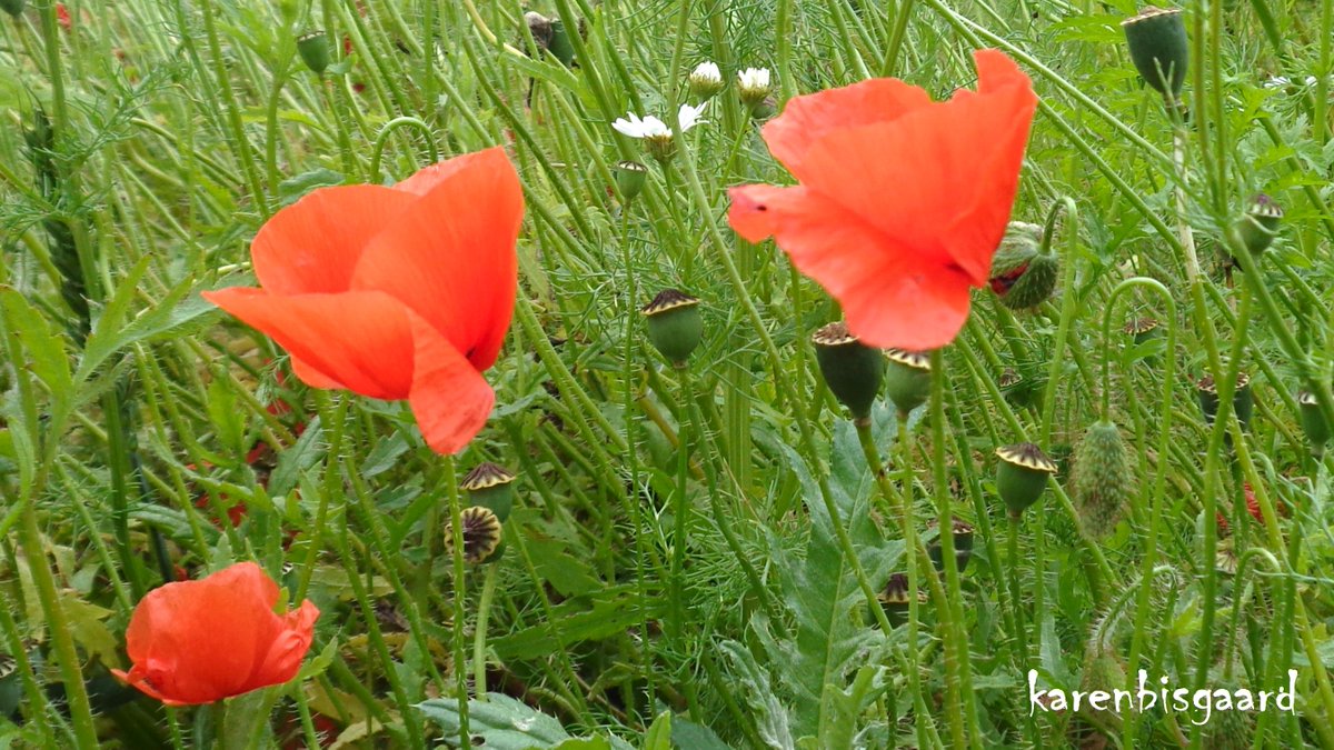 KarenBisgaard1's tweet image. karensnaturephotography.blogspot.com/2025/07/poppie…
#poppies #wildflowers #seedheads #naturephotography