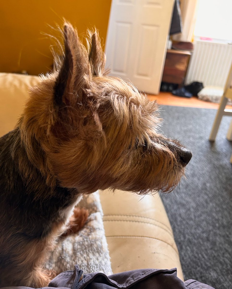 Good morning everyone, here’s my #WontlookWednesday - I was on full breakfast alert!
Have a lovely day, love you all my friends 😊😊😇😇🐶🐶