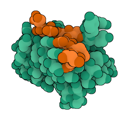 ¡Grandes noticias! Mi trabajo sobre el diseño de un nanocuerpo anti-KRAS ha sido publicado como preprint en @ResearchSquare. ¡Un paso clave hacia la validación experimental! DOI:👉 doi.org/10.21203/rs.3.…] #KRAS #ProteinDesign #CancerResearch #OpenScience