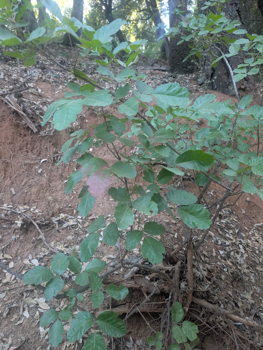 Remember friends, leaves of three, leave them be