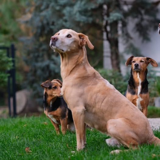 Team für Tiere Köln Kopie:
Zeugen oder Info zu einem Hundehalter in 51147 Köln-Porz Wahn gesucht!!!
Am Sonntag dem 27.7.25 war eine Hundebesitzerin mit ihren 3 Hunden (2 kleine Mädchen und ein größerer heller Rüde)  auf der Hundewiese an der Nachtigallenstrasse (gegenüber dem