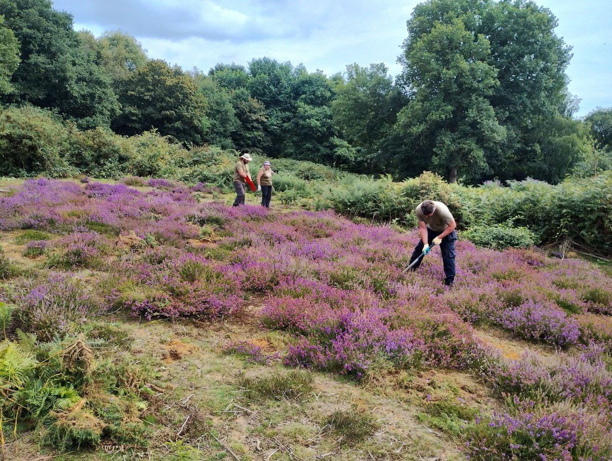 Greenways Project (@greenwaysproj) on Twitter photo Great to have our volunteers working with <a href="/IpswichGov/">IpswichGov</a> Wildlife Team today at Orwell Country Park, raking at Pond Hall Carr Meadow and pulling bracken on Piper's Vale. Heather looking wonderful! #volunteers #heathland #urbanwildlife Great to have our volunteers working with <a href="/IpswichGov/">IpswichGov</a> Wildlife Team today at Orwell Country Park, raking at Pond Hall Carr Meadow and pulling bracken on Piper's Vale. Heather looking wonderful! #volunteers #heathland #urbanwildlife
