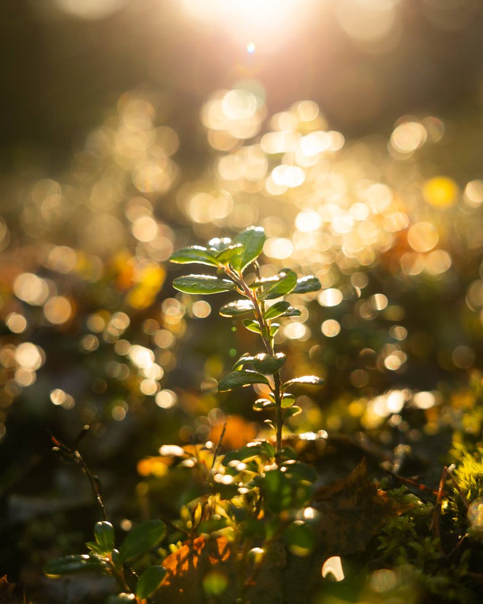 Arctic TreeHouse Hotel tweet media