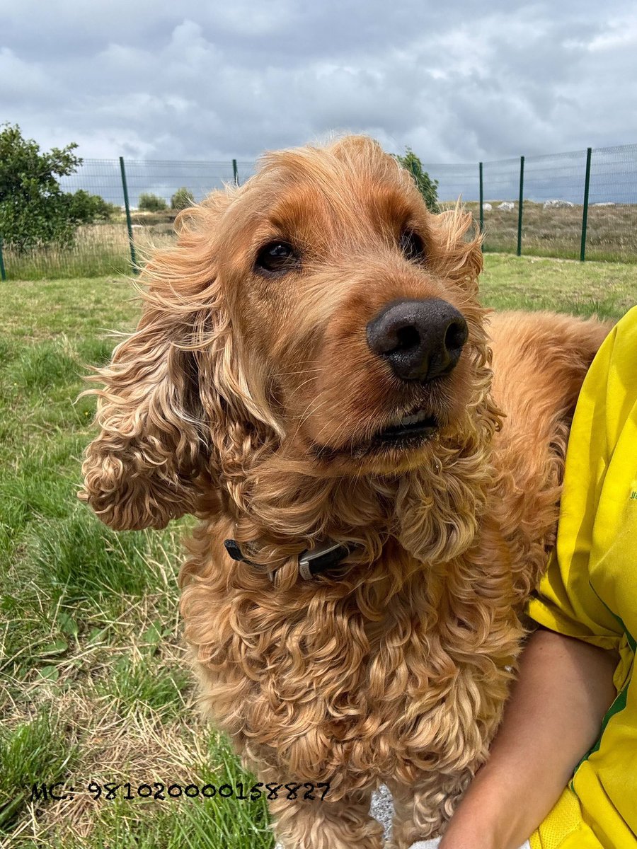 Handsome Harvey: 7 yo cocker spaniel is a gentle soul

Friendly,affectionate, always up for a country stroll, Harvey’s the perfect companion for a quiet home

Harvey gets along with other animals/people, but due to some resource guarding, he needs an adult-only exp home 
1/2