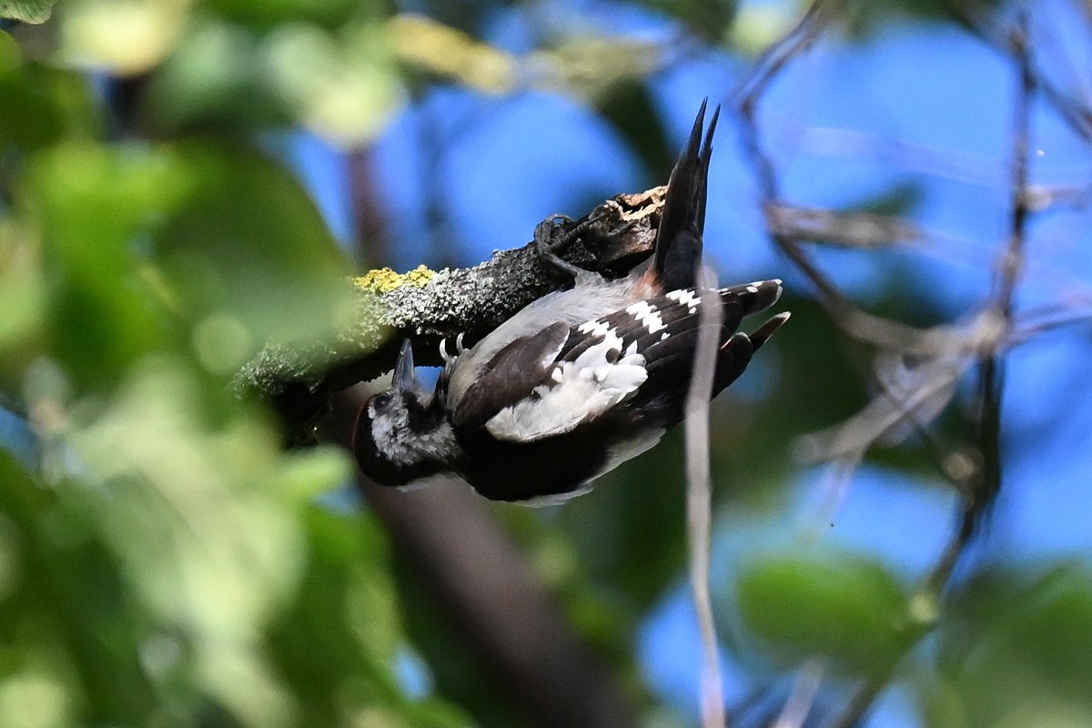 wildlifeguidePL's tweet photo. Syrian Woodpecker juvenile that I just observed from my kitchen window becomes 4th woodpecker species (after Greater, Middle &amp; Lesser Spotted) seen from my apartment in Białystok city, NE Poland. https://t.co/QfG2dtJNkJ