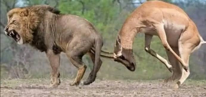 کمزور جب تنگ ہوکر ٹکر لینے کا فیصلہ کرتا ہے 
تو بڑے بڑے فرعونوں کو تباہ کردیتا ہے۔۔۔۔۔۔۔۔۔۔۔🐅 😍