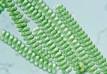 drkaanyl's tweet photo. Matcha'yı Unutun! 
Bu Süper Besinle Tanışın! 
Spirulina!
Çok özel bir süper besin paylaşıyorum!
Astronotlar hali hazırda uzay misyonlarında bunları tüketiyorlar:
• Detoks
• Enflamasyonla mücadele
• Dayanıklılığı artırma 
Spirulina (Mavi-Yeşil MikroAlg) hakkında bilmeniz gereken her şey burada:🧵