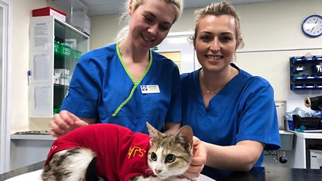 You don't need an excuse to watch adorable cat content, but if you did, #InternationalCatDay would be it! We're loving The Pets Factor and Big Cats on <a href="/BBCiPlayer/">BBC iPlayer</a> 🐱🐱🐱