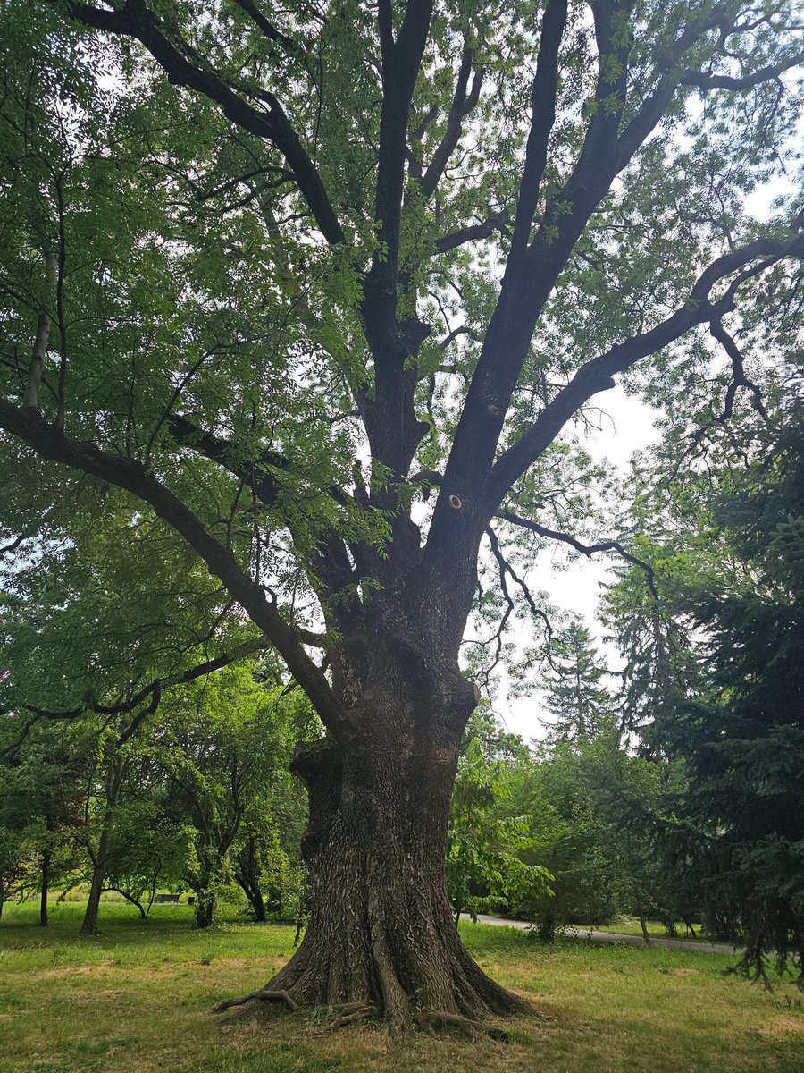 AllisonAronya's tweet photo. Acești copaci falnici sunt "plămânii" planetei...💚🌳🌿
Să protejăm natura este o prioritate pentru supraviețuirea oamenilor...💚🌳🌿
De ce să ne chinuim pe alte planete (gen Marte) cum preconizează unii în viitor? 🤔
#natura 💚🌳🌿 #oxigen 💚🌳🌿 https://t.co/cIj8KlFJvc