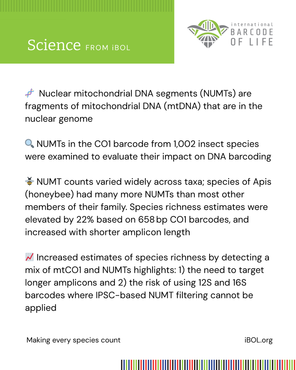 iBOLConsortium's tweet photo. NUMTs can be detected as real species when using DNA barcodes. How to mitigate the risk?
Read the paper: 🔗 https://t.co/JDWcRpDCuo
📸: Apis mellifera in BOLD (Process ID BOWGF407-09)
#DNA #iBOL #IlluminateBiodiversity #Science #Insects #SpeciesRichness #DNABarcoding https://t.co/gC70Rof6XZ