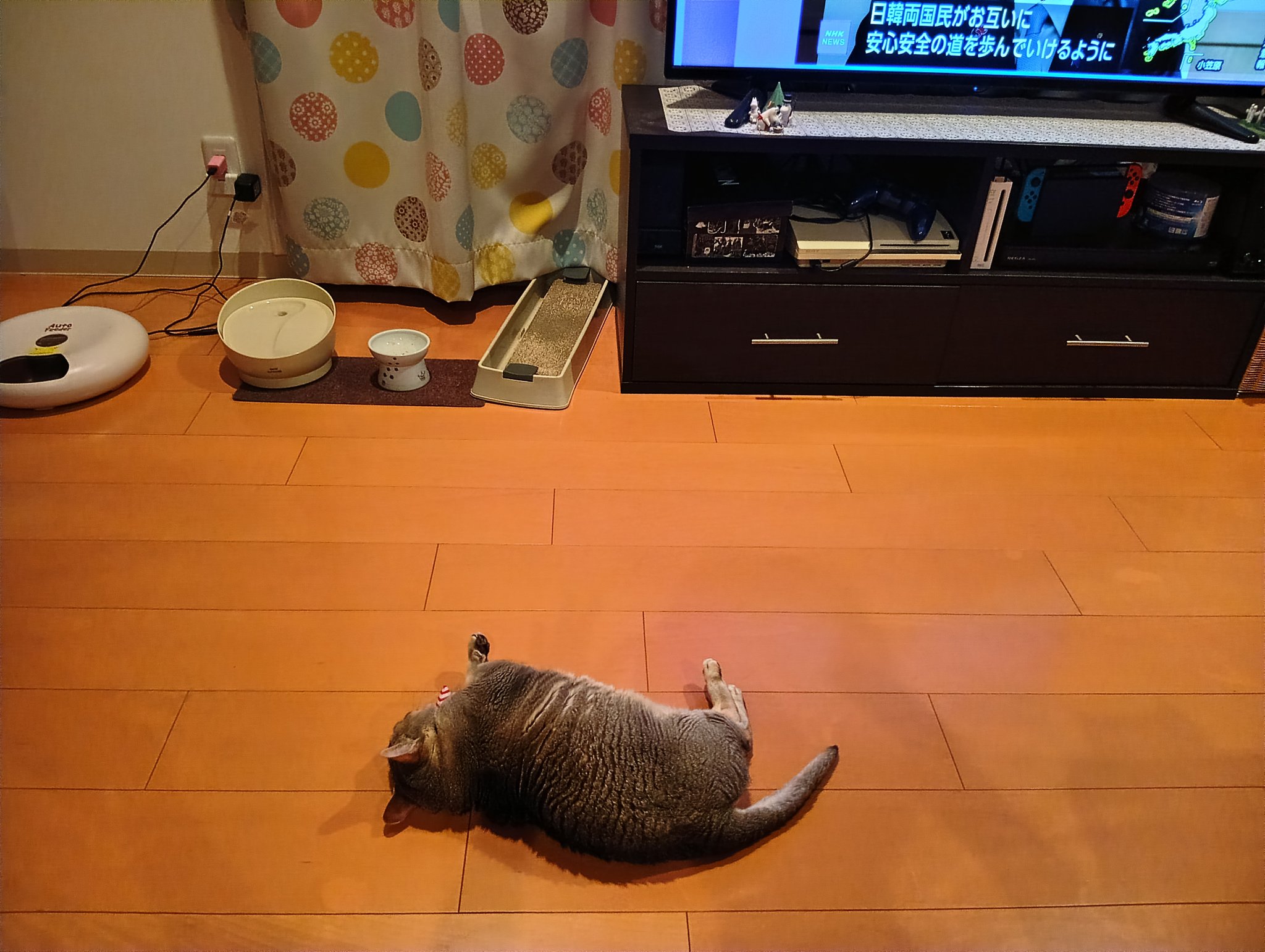 プカプカ猫　in　sky Amazon.co.jp: ご縁猫 富士山(M-SIZE 黒 Black）右手あげ/陶器