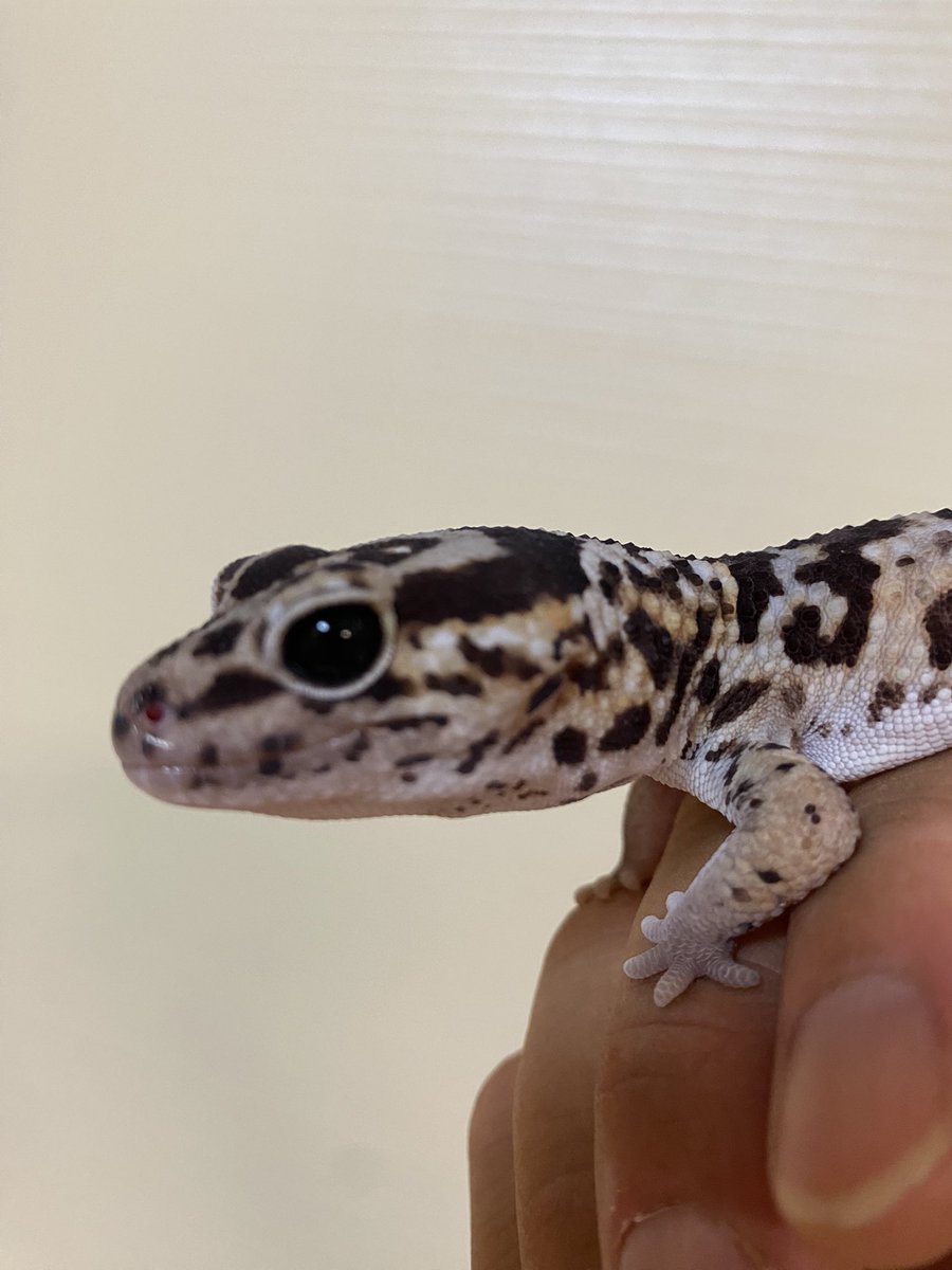 RCgVGTAjkRf6bQT's tweet image. つよしくん🦎
いつものケージメンテ補助😅
可愛い😍
安定しててハンドリングも全然大丈夫👏

#ニシアフリカトカゲモドキ
#ファインレプタイルズ