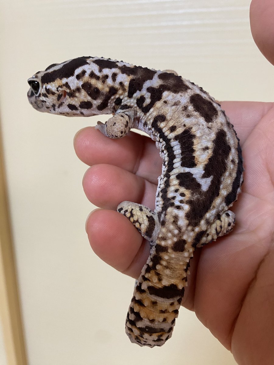 RCgVGTAjkRf6bQT's tweet image. つよしくん🦎
いつものケージメンテ補助😅
可愛い😍
安定しててハンドリングも全然大丈夫👏

#ニシアフリカトカゲモドキ
#ファインレプタイルズ