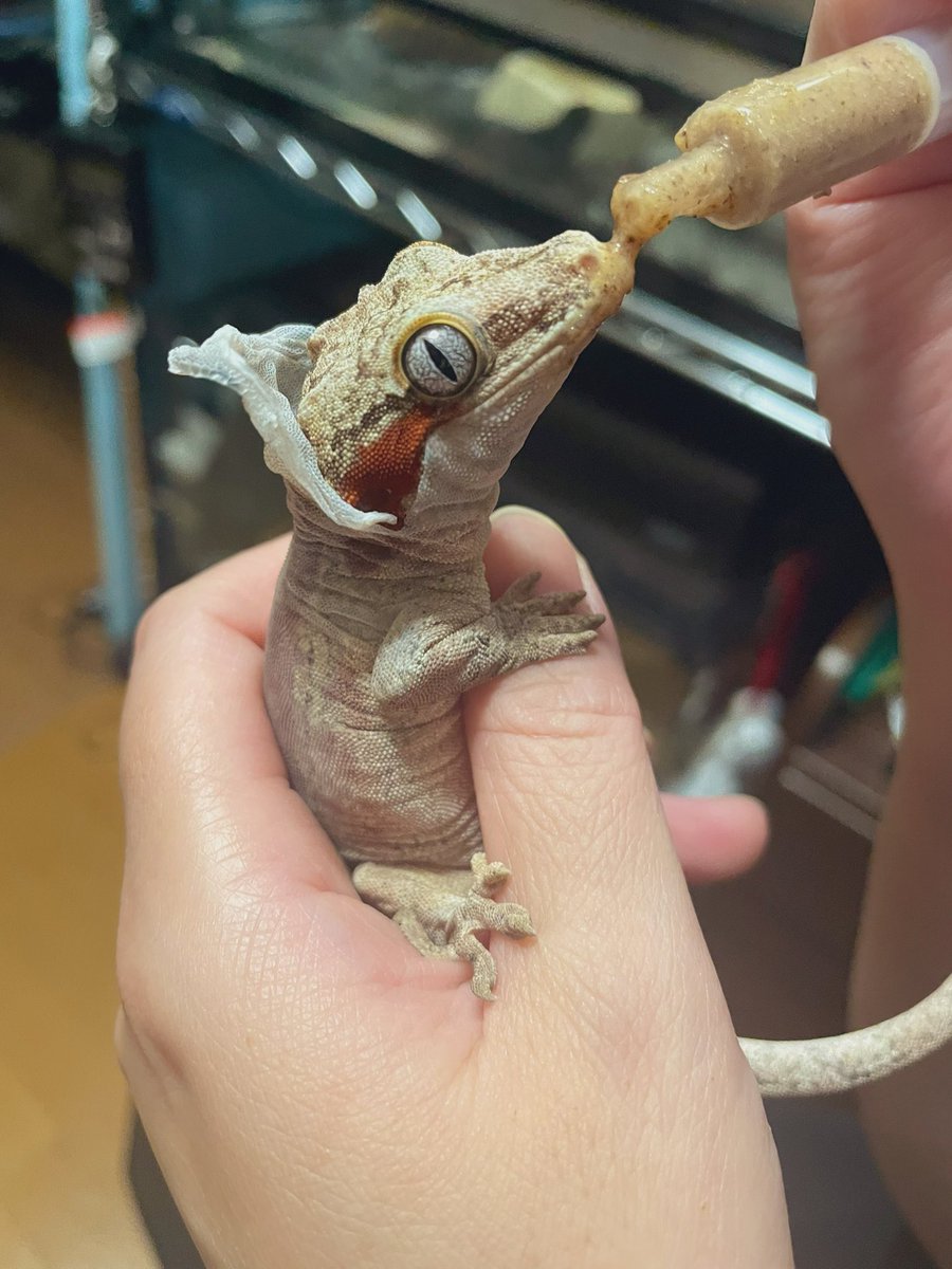 先日、新しくお迎えしたガーゴイルゲッコー♂のガゴ助✨

人工飼料をシリンジ給餌。
冷凍コオロギは完全拒否なので、
我が家に食べてくれる餌があって助かった😅
#ガーゴイルゲッコー