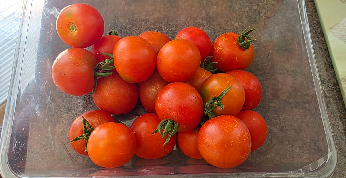 5 mins break to grab some air, stretch the legs, feel the sun and pick some of these 😁