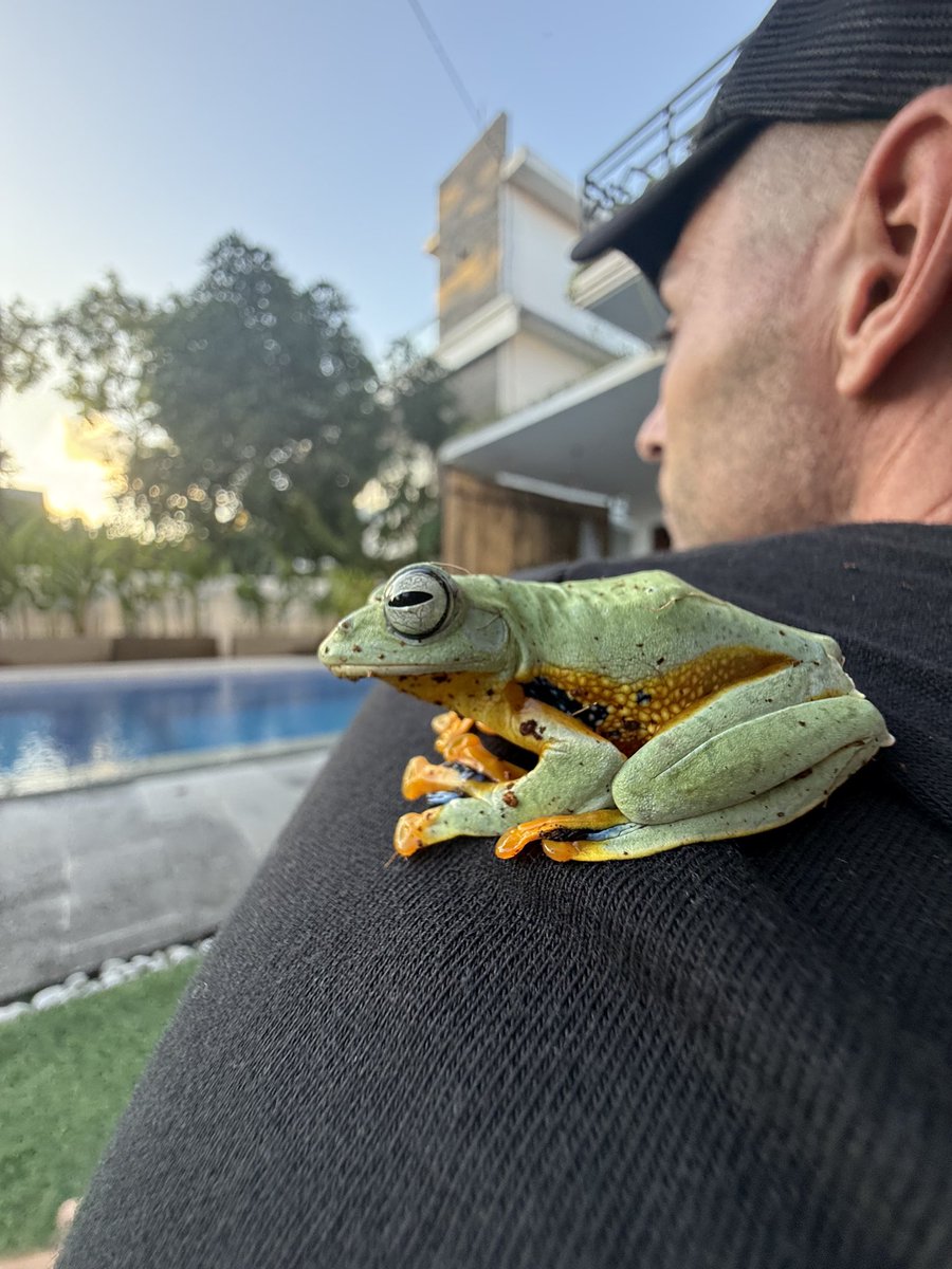 Pepe &amp; Frog Handler 🌅