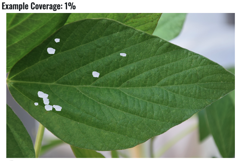 CropNetwork's tweet photo. Check out the Soybean Insect Defoliation Training from Extension at https://t.co/s5XaEUHkd9.

@DominicDReisig @WhitneyDCrow @TBryant_VT @IvairValmorbida @bick_emily @justinmcmechan @ashleyn_dean @ashmfaris @OhBuggers @nick_seiter @thrashnbugs @SebeABrown @ScottGraham72 #soybean #insects #USSoy