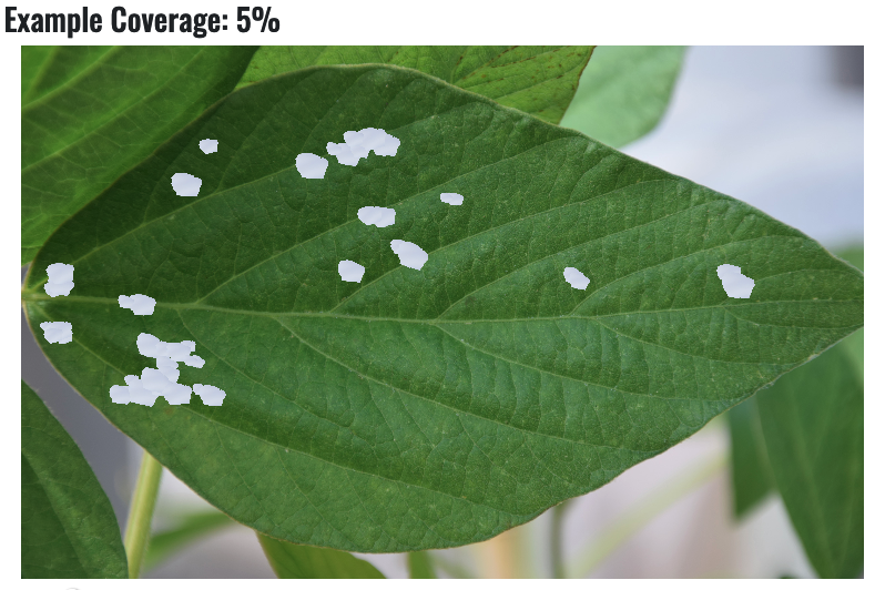 CropNetwork's tweet photo. Check out the Soybean Insect Defoliation Training from Extension at https://t.co/s5XaEUHkd9.

@DominicDReisig @WhitneyDCrow @TBryant_VT @IvairValmorbida @bick_emily @justinmcmechan @ashleyn_dean @ashmfaris @OhBuggers @nick_seiter @thrashnbugs @SebeABrown @ScottGraham72 #soybean #insects #USSoy