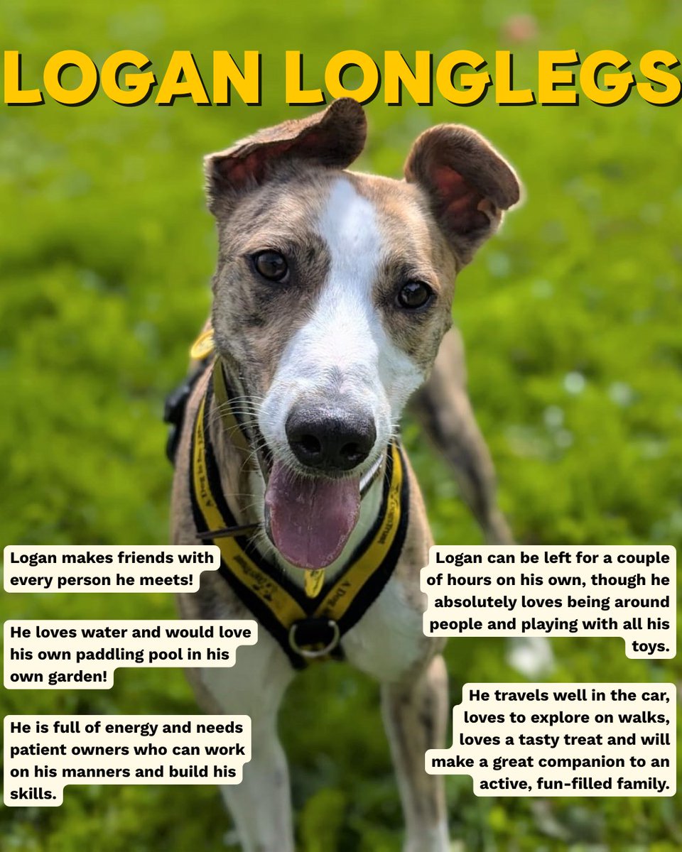 Here's a few things you should know about the best boy ever, Logan Longlegs!

Apply to adopt Logan today! bitly.cx/zdqfy

@dogstrust
#adoptdontshop
#adogisforlife