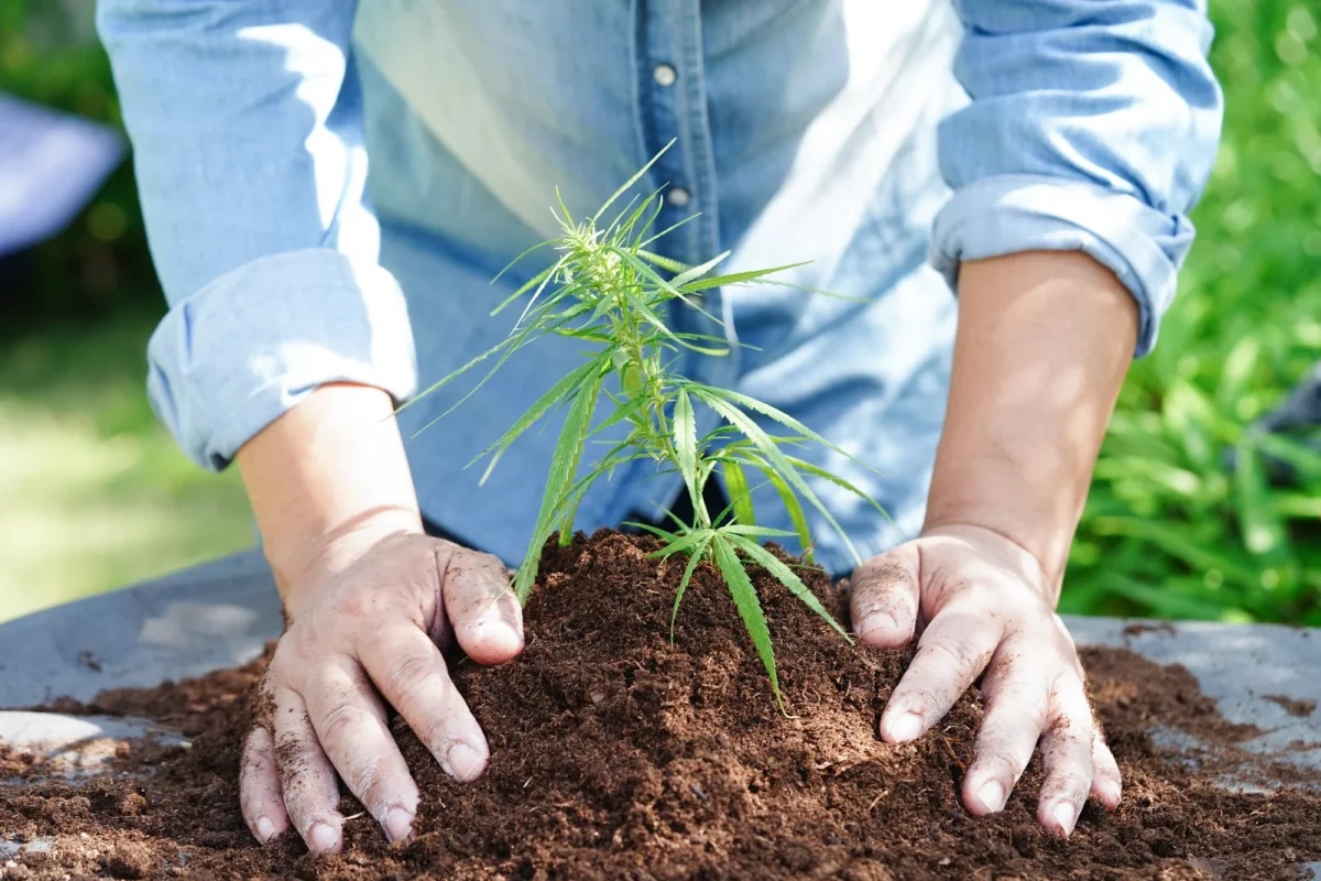 Soil matters more than you think! 💡

The right soil = healthier cannabis plants &amp; bigger yields.

Our blog covers top soil types, key nutrients, pH balance, &amp; more to set your grow up for success.

Read the guide below!🌿 

heyor.ca/CZCS5g