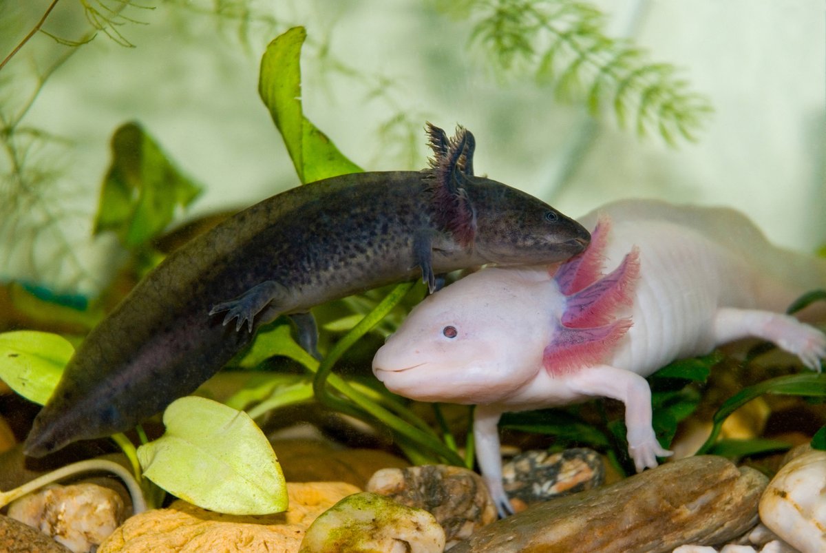 As if we needed an excuse to show a pair of cute axolotls! #ShareAHugDay

#TropicalFishHobbyist #axolotl #axolotllove #aquarist