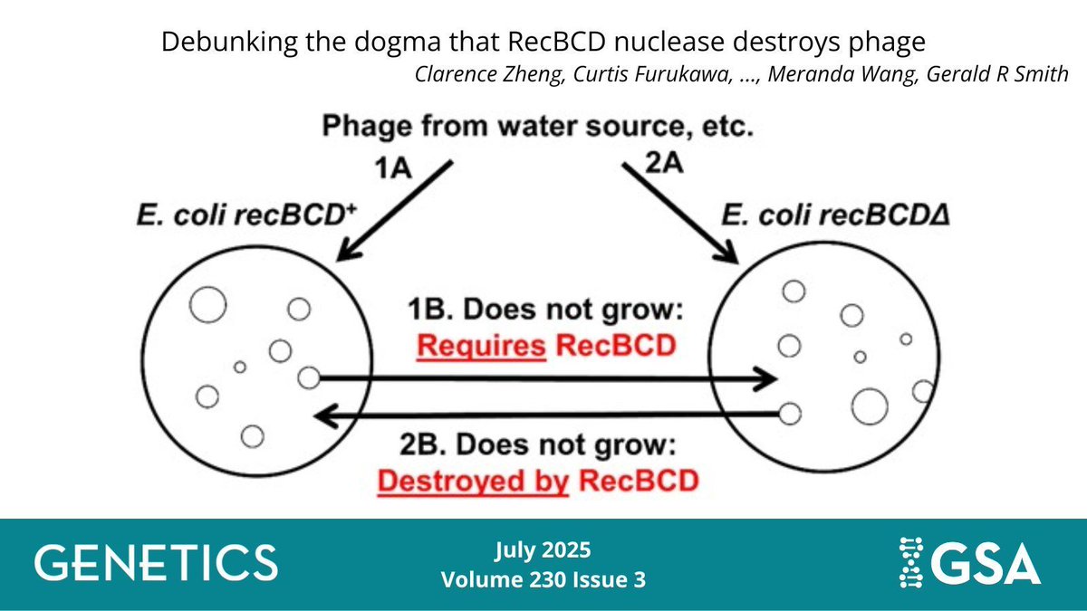 GeneticsGSA's tweet image. The latest study in #GENETICS debunks a decades-old claim about nuclease in #Ecoli. Read more here about the experiments that helped conclude that the RecBCD nuclease repairs broken DNA but fails to destroy phage DNA: buff.ly/OnZwpMD
