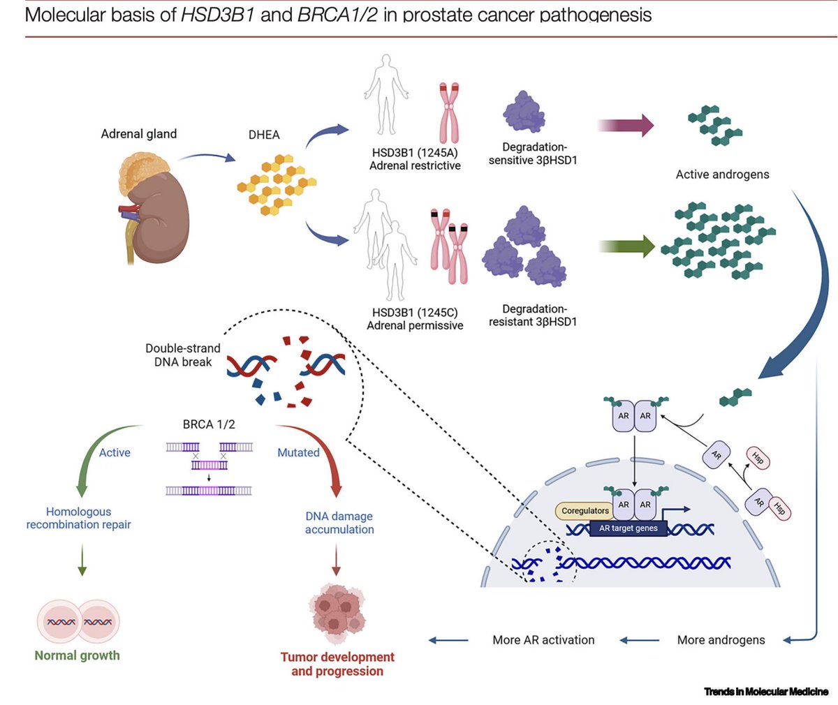Elena Castro (@ecastromarcos) on Twitter photo Germline variants with therapeutic implications in prostate cancer. It has been a pleasure to work with
<a href="/BitarafMasoudMD/">Masoud Bitaraf</a> and <a href="/NimaSharifiMD/">Nima Sharifi</a>
in this review focused on the role of HSD3B1 and BRCA2👇sciencedirect.com/science/articl… Germline variants with therapeutic implications in prostate cancer. It has been a pleasure to work with
<a href="/BitarafMasoudMD/">Masoud Bitaraf</a> and <a href="/NimaSharifiMD/">Nima Sharifi</a>
in this review focused on the role of HSD3B1 and BRCA2👇sciencedirect.com/science/articl…