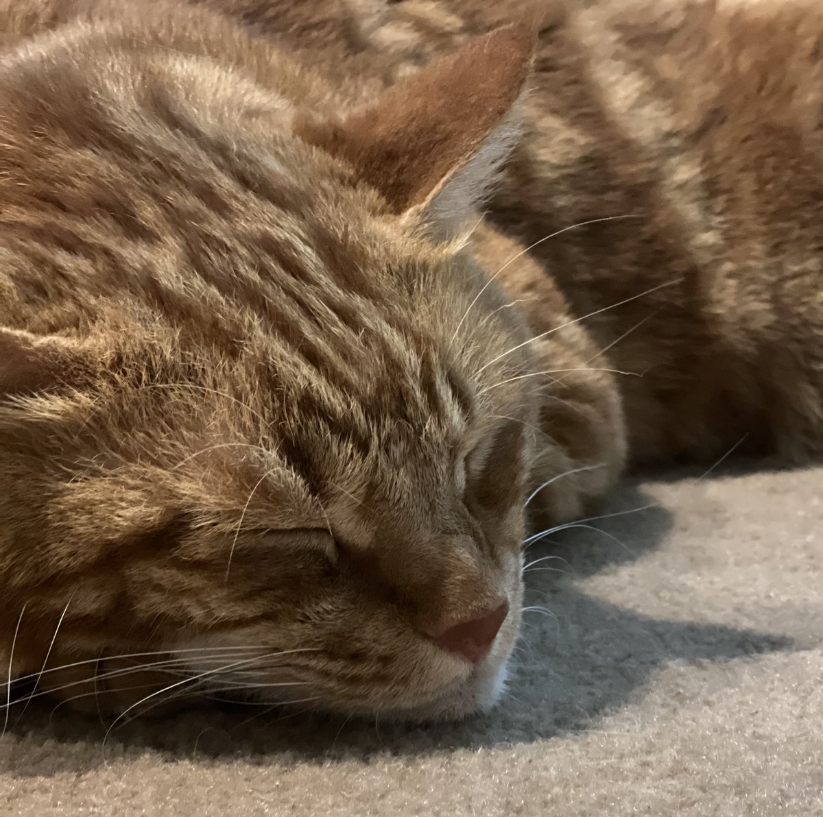 おやすみ〰️🐾　　　　　by 🐯