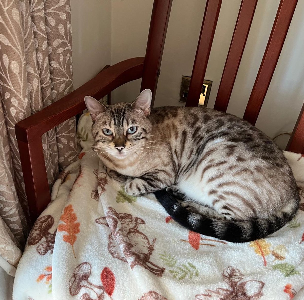 This is my new favourite spot. Do you think I’ll be able to take this blankie home from the #Spa #WhiskersWednesday #TeamBengal
