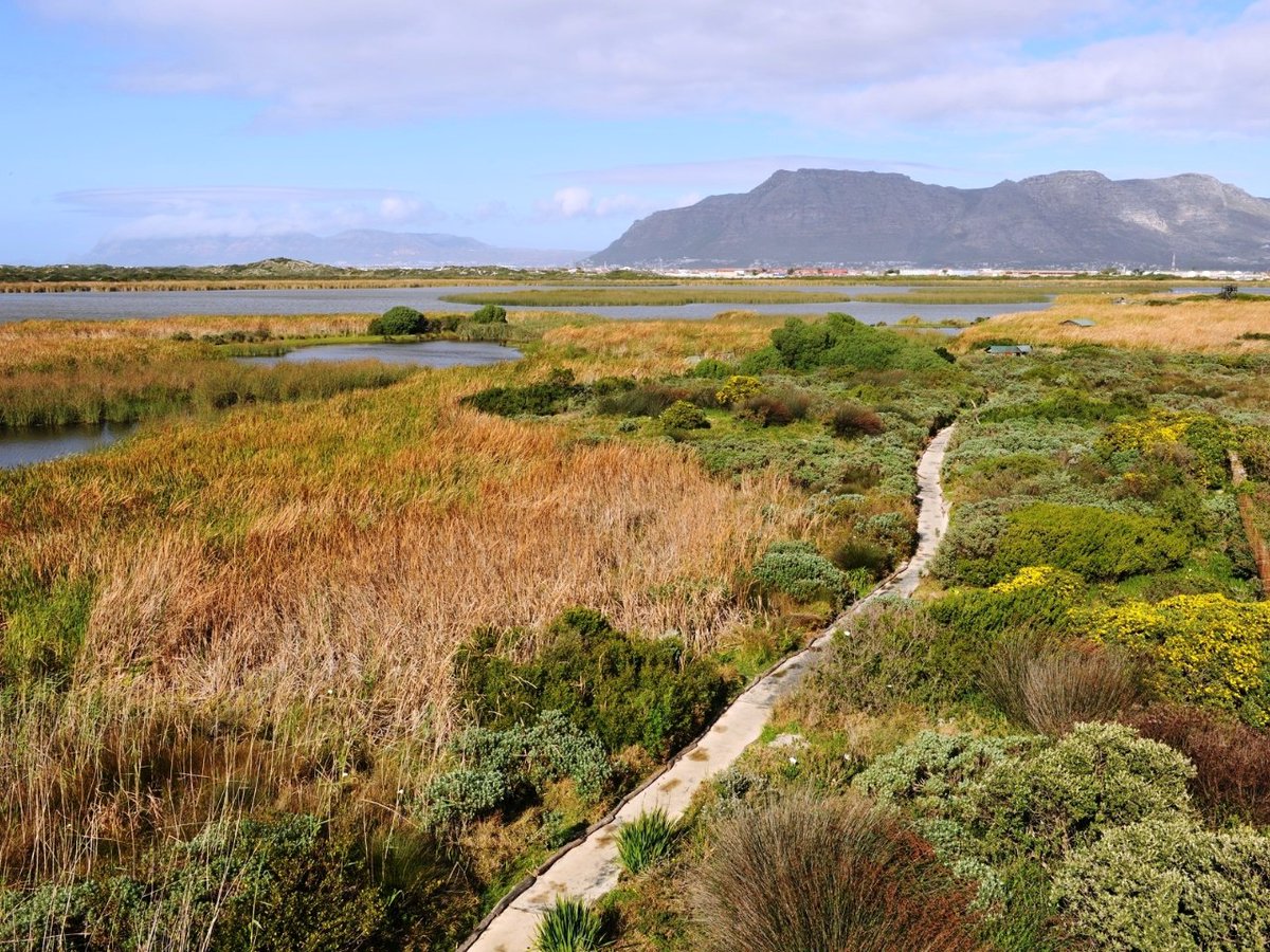 Cape Town’s Wetlands Are Doing Alright – Making A Splash On Global Stage
2oceansvibe.com/2025/07/30/cap…