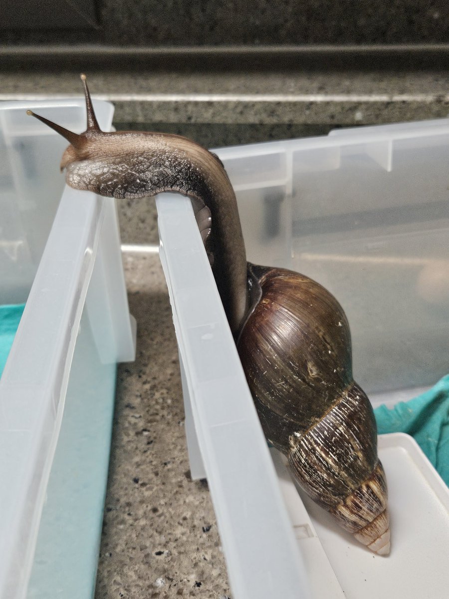 달팽이 놓고 기역 자도 모른다