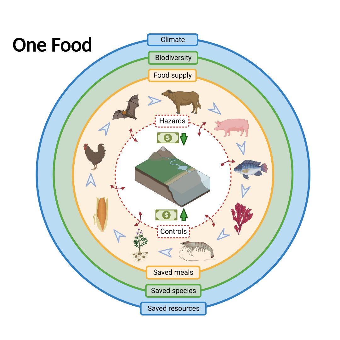 🔎 This week, we are highlighting case studies from our annual report.

This week, find out about how the One Food Programme brought together 21 global partners to develop One Health approaches for climate resilient, safe and sustainable food systems.  bit.ly/4l9h03x