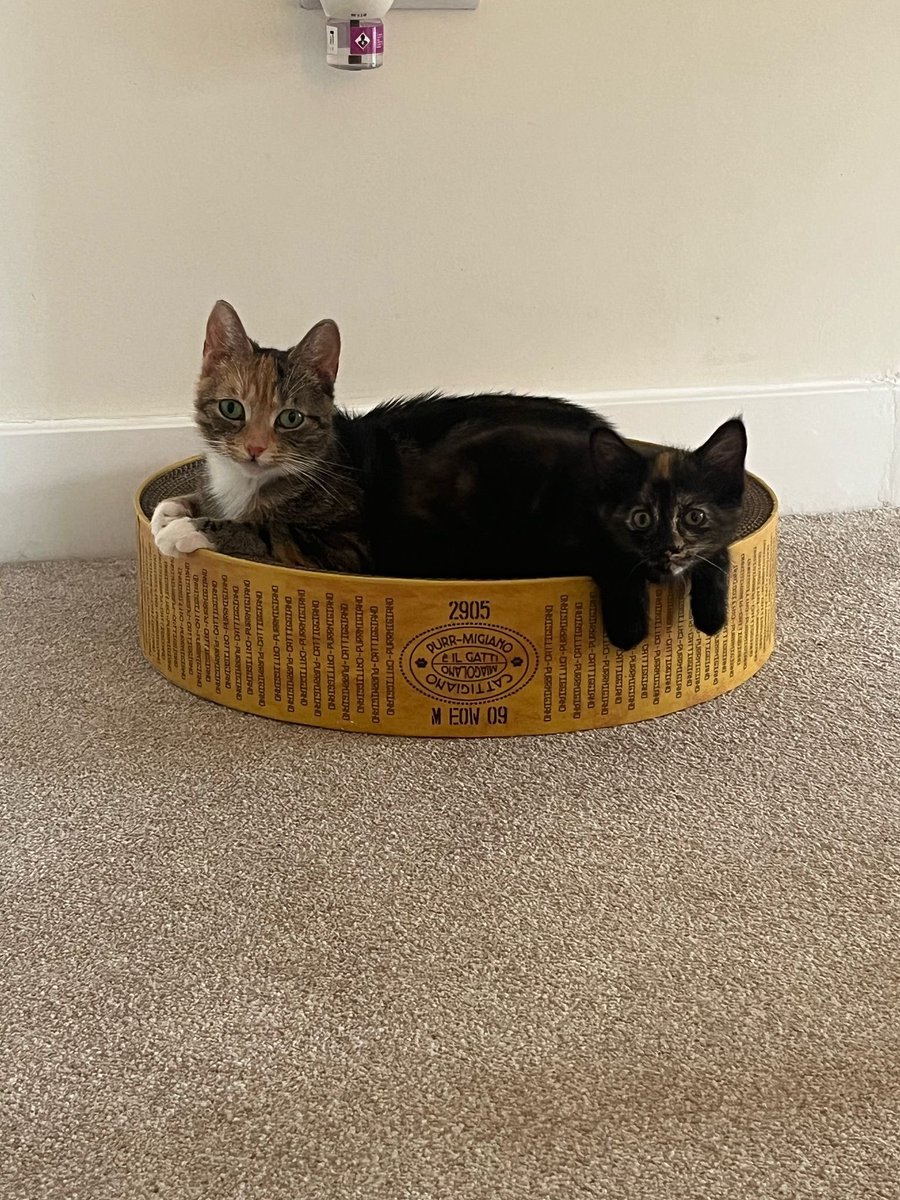 Kimi is a playful and energetic kitten who is gentle with people and enjoys attention. She’s curious of other cats and gets on well with them and would be fine with older cat savvy children.

More and enquire: cats.org.uk/cherwell#adopt…

#AdoptDontShop #KittensOfTwitter #KittensOfX