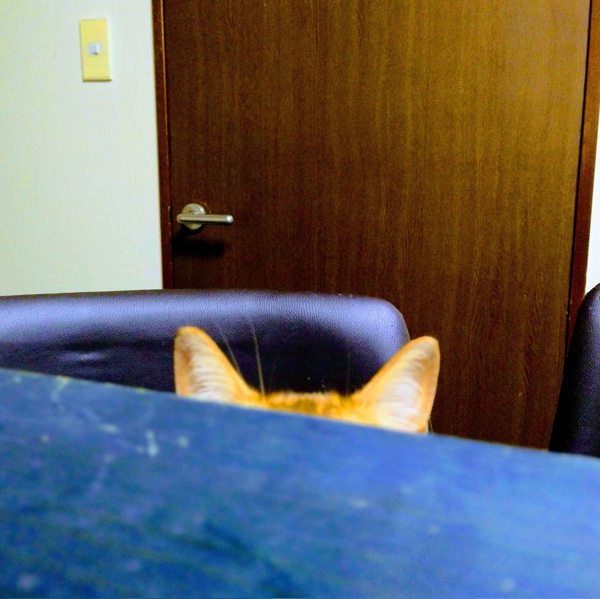 ねこねこ様ご確認用です(^-^) OFT (サマーセール開催中7/18-7/31) [大型 猫トイレ TALL WALL