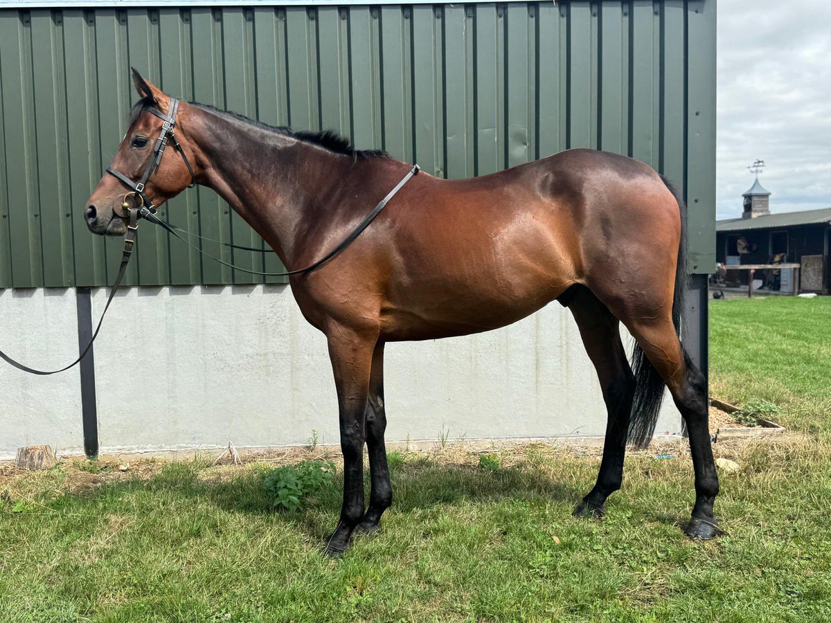 Paddy Brennan (@paddybrennan81) on Twitter photo 2 of our Syndicate horses heading back to their yards after a break with me.
Both have 10% shares available in them.
π£βͺοΈ A KING OF MAGIC βͺοΈπ£ <a href="/PFNicholls/">Paul Nicholls OBE</a>
π£βͺοΈSAINT JEANNAIS βͺοΈπ£<a href="/NigelTwistonDav/">Nigel Twiston-Davies</a> <a href="/willy_twiston/">Willy Twiston-davies</a> 2 of our Syndicate horses heading back to their yards after a break with me.
Both have 10% shares available in them.
π£βͺοΈ A KING OF MAGIC βͺοΈπ£ <a href="/PFNicholls/">Paul Nicholls OBE</a>
π£βͺοΈSAINT JEANNAIS βͺοΈπ£<a href="/NigelTwistonDav/">Nigel Twiston-Davies</a> <a href="/willy_twiston/">Willy Twiston-davies</a>
