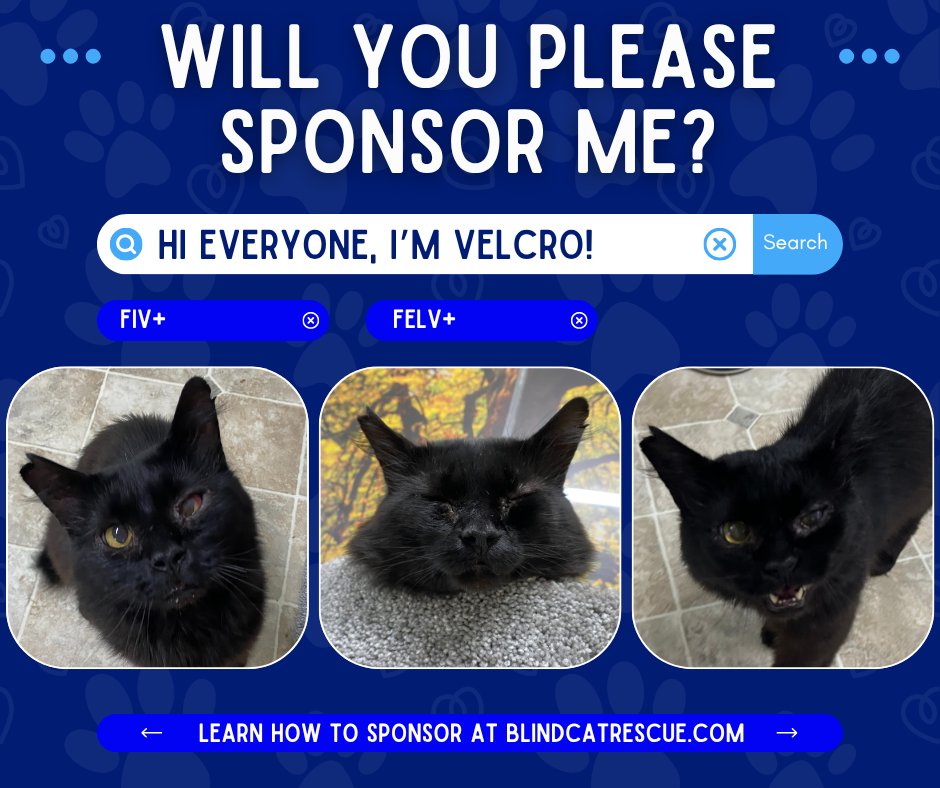Would you please sponsor Velcro for $30/month to help cover his medical &amp; food expenses? As a sponsor, you'll receive regular updates &amp; photos of your beloved kitty. Thank you for considering supporting Velcro's wellbeing. 💙
Learn more about sponsoring here: